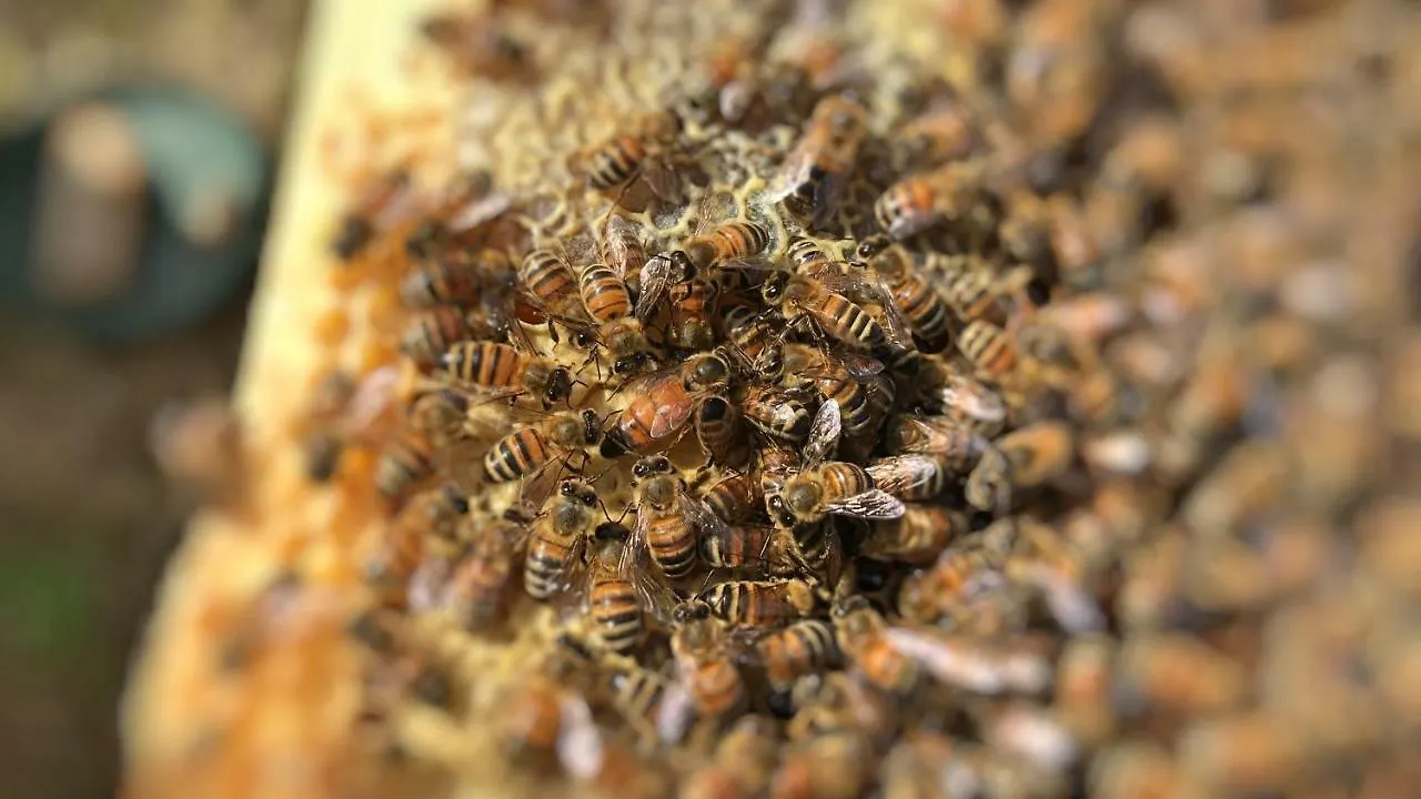 The Hive Guest House إيغليزياس إيطاليا